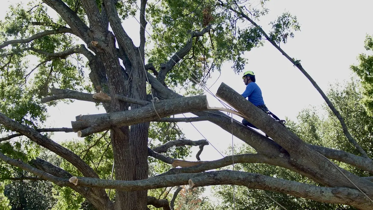 Professional Crown Thinning performed by certified arborists in Penelope
