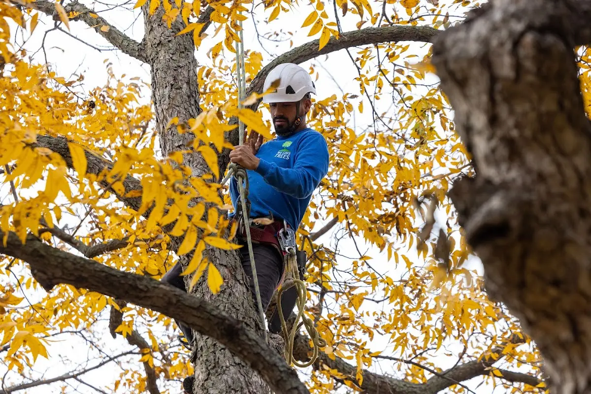 Skilled Tree Trimming crew working in Penelope